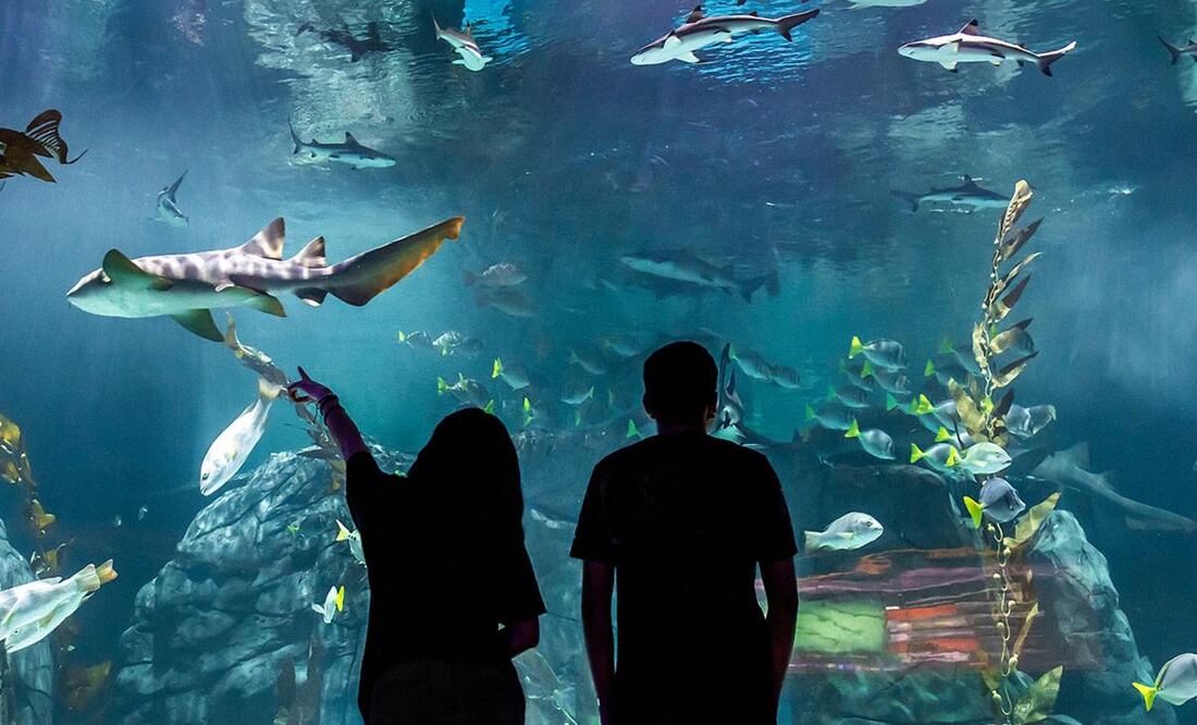 El Acuario Michin en Ciudad de México inauguró el pasado 13 de octubre. (Foto: Acuario Michin)