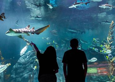 Acuario Michin: Precios, horarios y cómo llegar a la nueva atracción en Parque Tepeyac