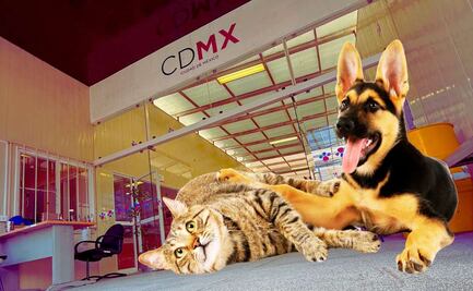 Hospital Veterinario de la Ciudad de México, precios, horarios y servicios gratuitos en 2025