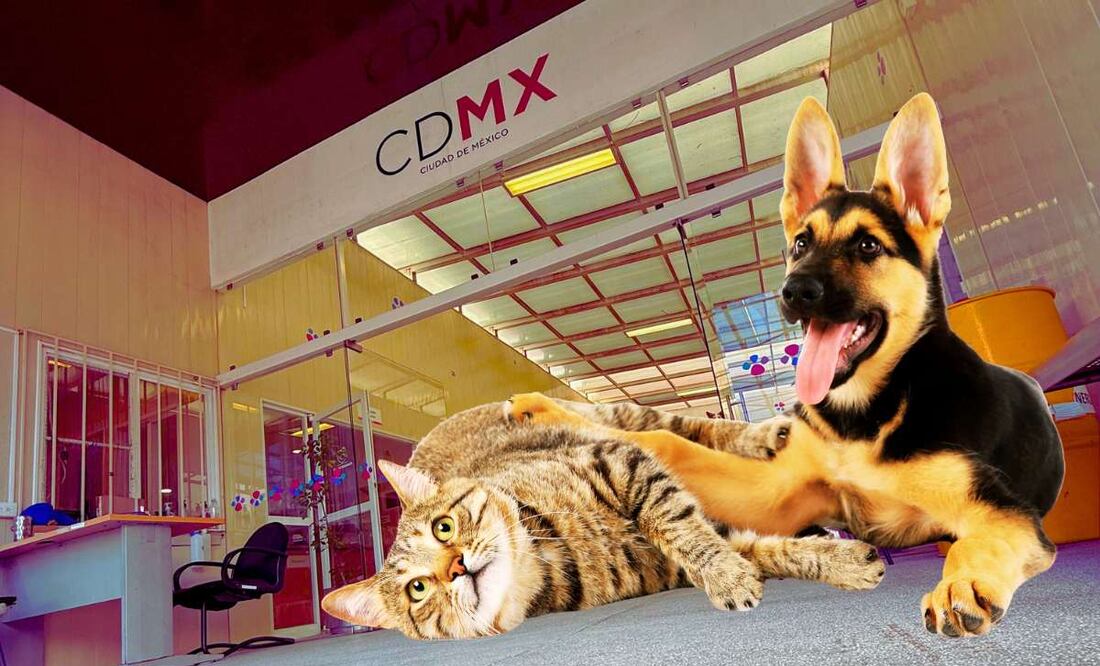 ¿Dónde se encuentra el hospital veterinario de la Ciudad de México? (Foto: Sitio web www.agatan.cdmx.gob.mx)