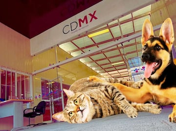 Hospital Veterinario de la Ciudad de México, precios, horarios y servicios gratuitos en 2025