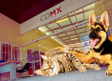 Hospital Veterinario de la Ciudad de México, precios, horarios y servicios gratuitos en 2025