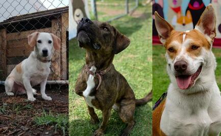 No gastes dinero, transforma 2 vidas este Día del Niño: ¿Dónde puedes adoptar perros en México?