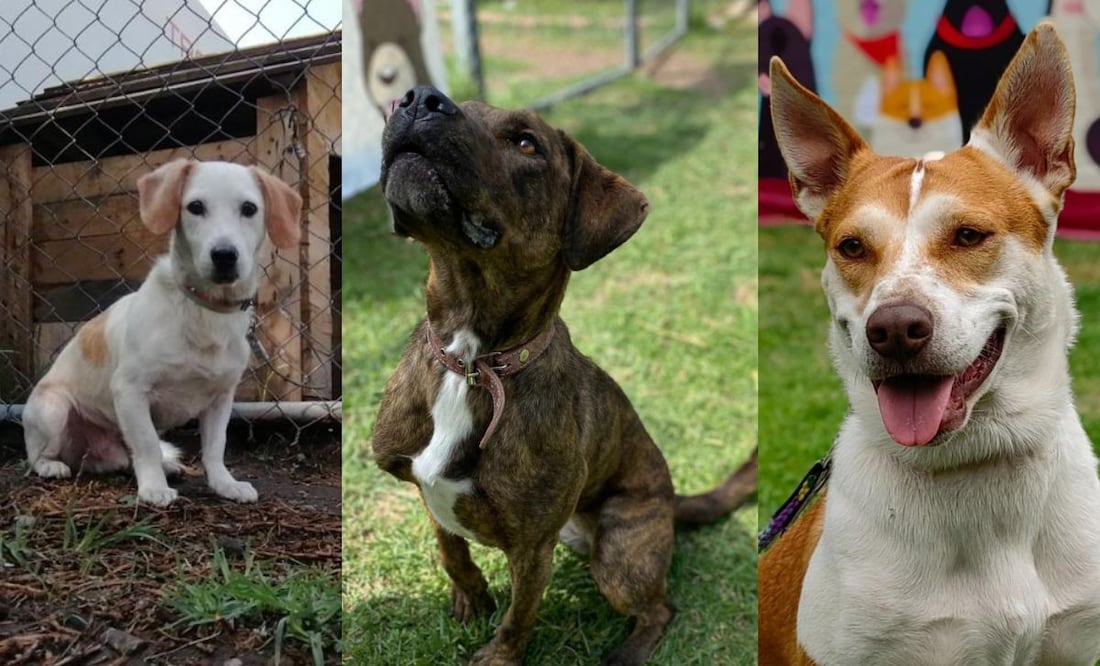 ¿Cómo adoptar un perrito del Centro de Transferencia Canina del Metro? (Foto: DeDinero)