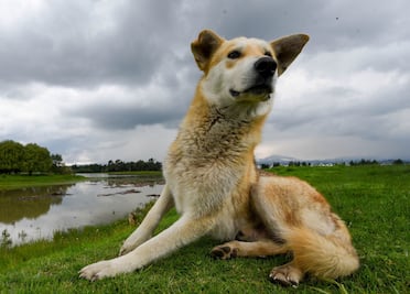 Jornada de esterilización gratuita en CDMX el 28 de agosto: Requisitos para llevar a tu mascota al Parque Ecológico de Tlalpan