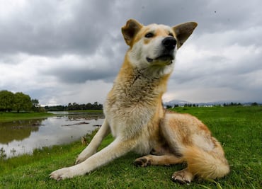 Jornada de esterilización gratuita en CDMX el 28 de agosto: Requisitos para llevar a tu mascota al Parque Ecológico de Tlalpan