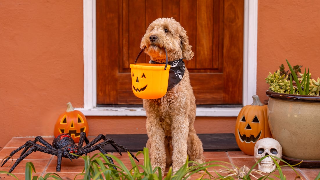 En Halloween, la decisión entre comprar o fabricar un disfraz puede marcar la diferencia entre ahorrar dinero o dejarse llevar por la comodidad (Foto: Canva)