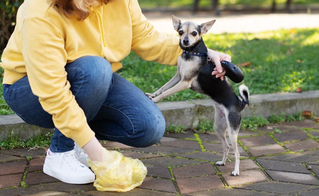 Atención dueños de mascotas, este es el costo de la multa que te impondrá la CDMX, por no recoger las heces de tu perro. (Foto: DeDinero)
