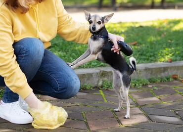 ¿Tienes perro? Conoce la multa que tendrás que pagar por no recoger sus heces en CDMX