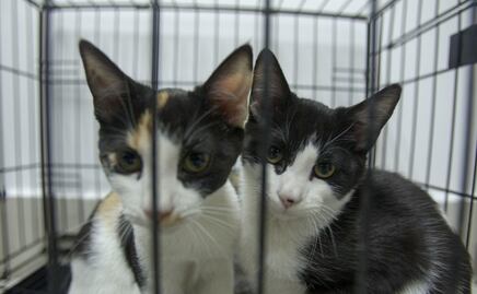 Qué pasa si le doy de comer a un gato de la calle, ¿pueden multarme en México?