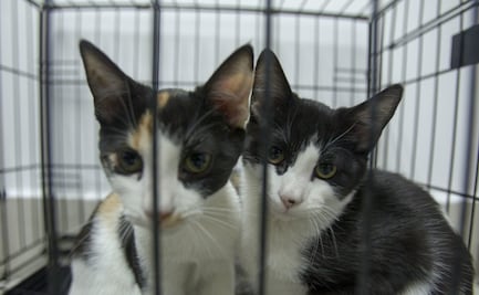 Qué pasa si le doy de comer a un gato de la calle, ¿pueden multarme en México?