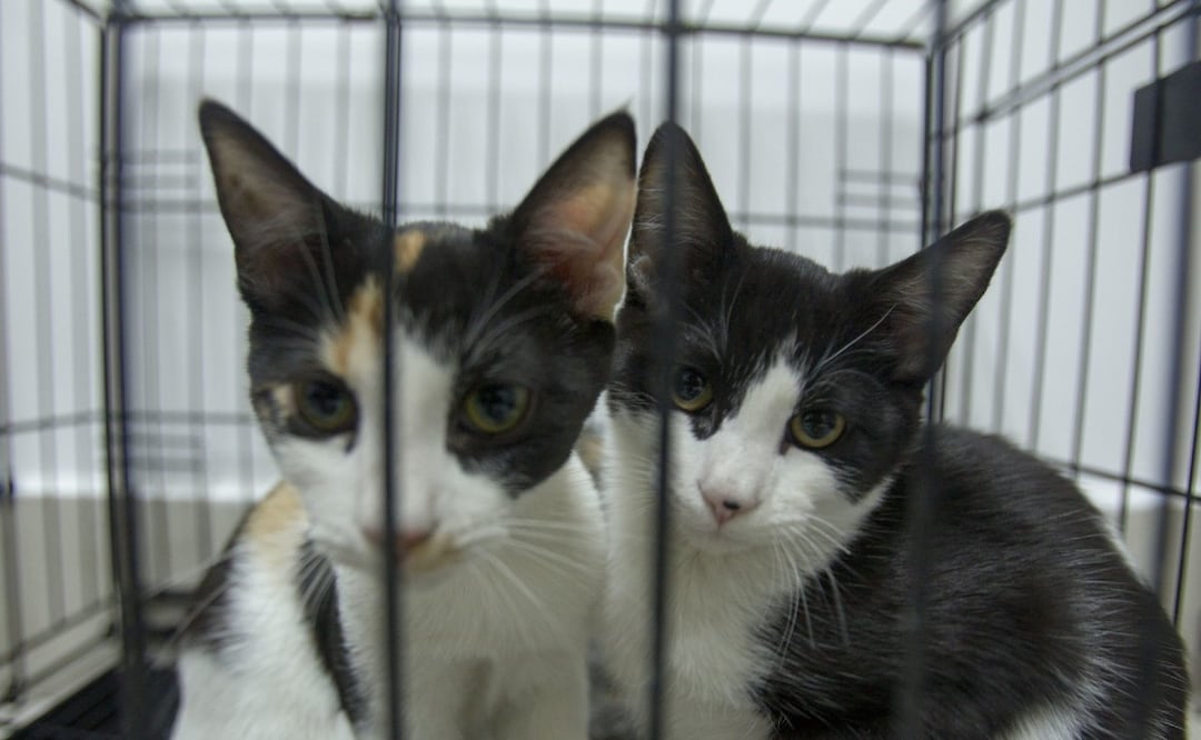 ¿Te pueden multar por alimentar gatos callejeros? (Foto: Cuartoscuro)