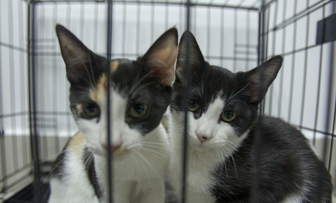 ¿Te pueden multar por alimentar gatos callejeros? (Foto: Cuartoscuro)