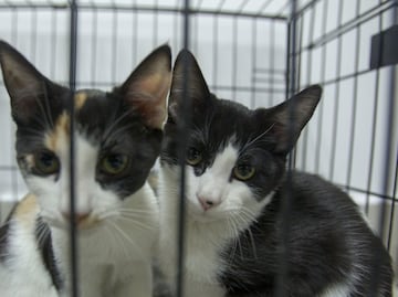 Qué pasa si le doy de comer a un gato de la calle, ¿pueden multarme en México?