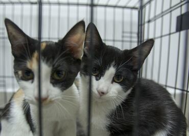 Qué pasa si le doy de comer a un gato de la calle, ¿pueden multarme en México?