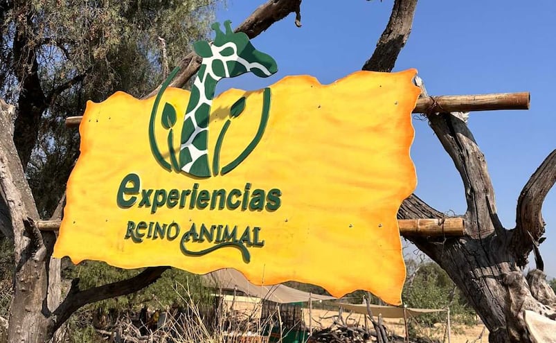 Desayuno Safari en Reino Animal, precios, reserva y cómo es la experiencia inmersiva a menos de una hora de CDMX