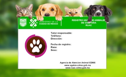 Para qué es el CURP para mascotas 2024 y cómo descargarlo GRATIS desde mi celular