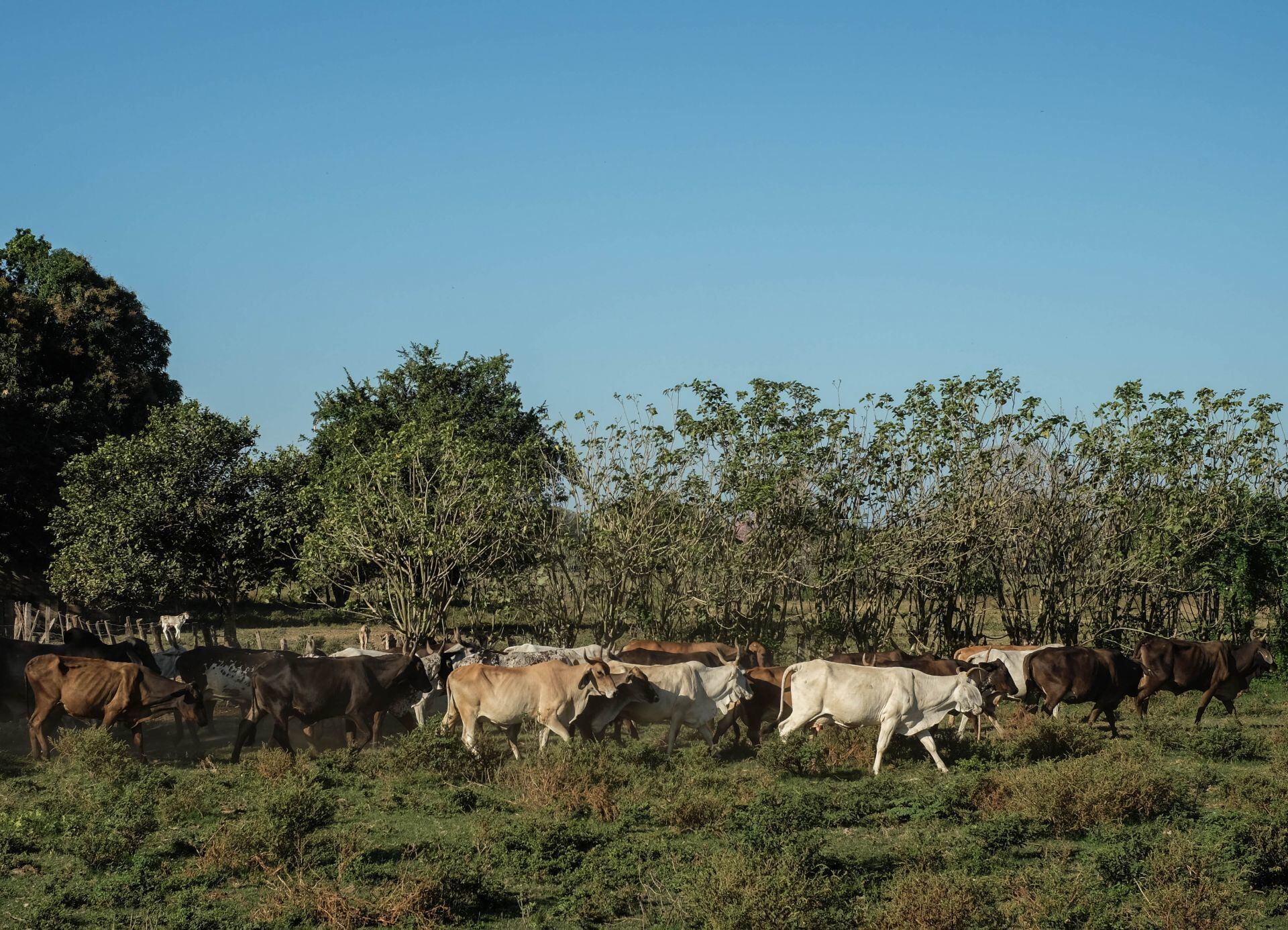 Crisis ganadera en México: el regreso del gusano barrenador frena  exportaciones y deja pérdidas millonarias