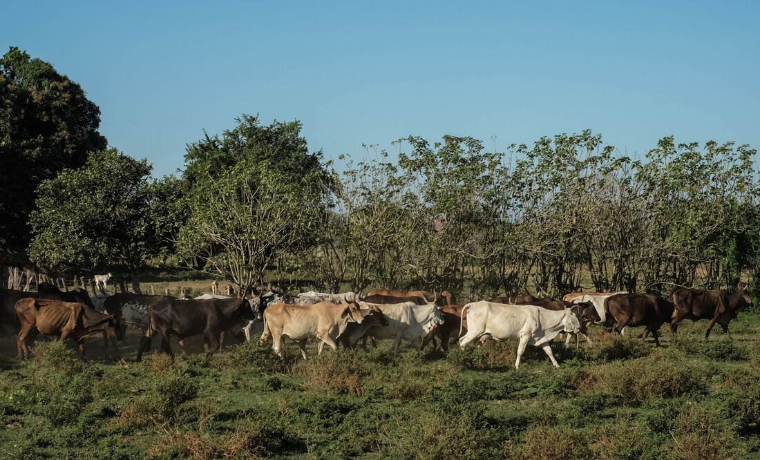 Las pérdidas económicas por el gusano barrenador (Foto: Cuartoscuro)