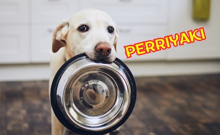 Prepara comida para perros nutritiva y barata en casa: receta económica arroz perriyaki