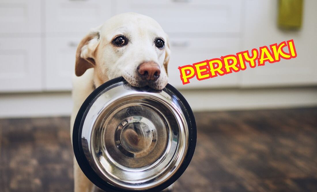 ¿Cómo puedo alimentar a mi perro de forma natural? (Foto: DeDinero)