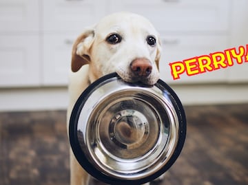 Prepara comida para perros nutritiva y barata en casa: receta económica arroz perriyaki
