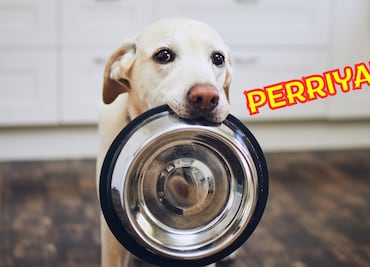 Prepara comida para perros nutritiva y barata en casa: receta económica arroz perriyaki