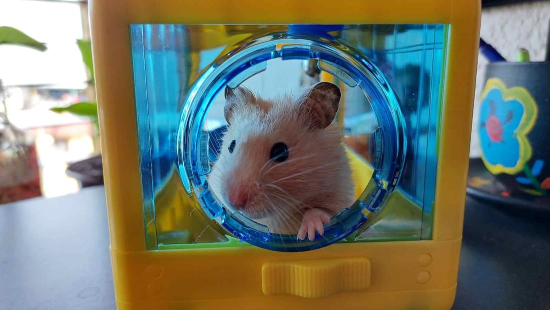 ¿Cuánto dinero se necesita para tener un hámster? (Foto: Cortesía Diana Vega)