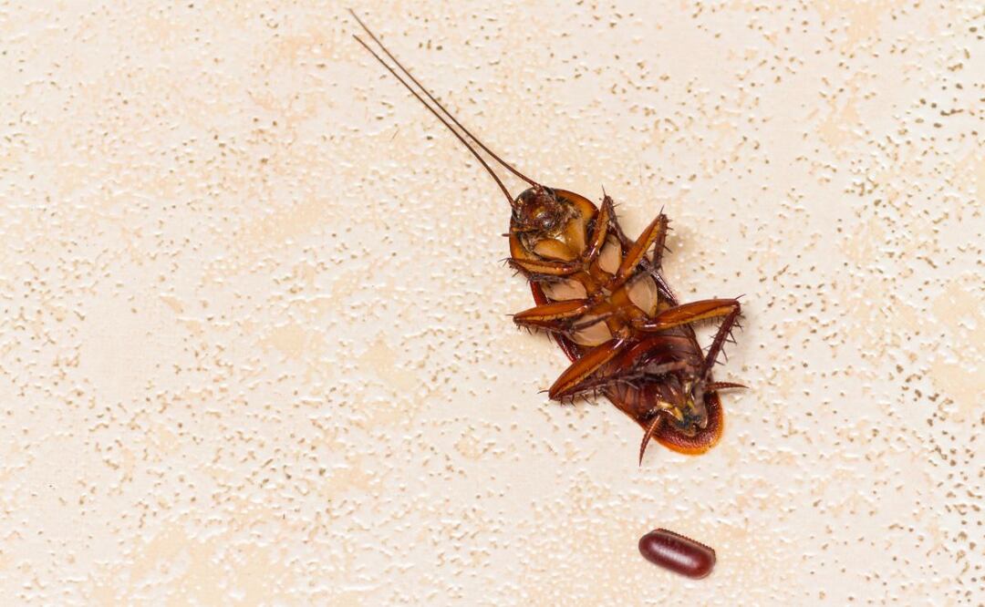 Conoce los costos de la fumigación de cucarachas en México. (Foto: DeDinero)