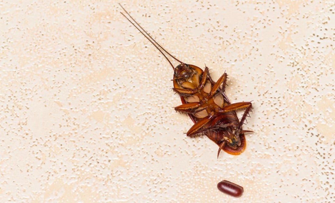 Conoce los costos de la fumigación de cucarachas en México. (Foto: DeDinero)