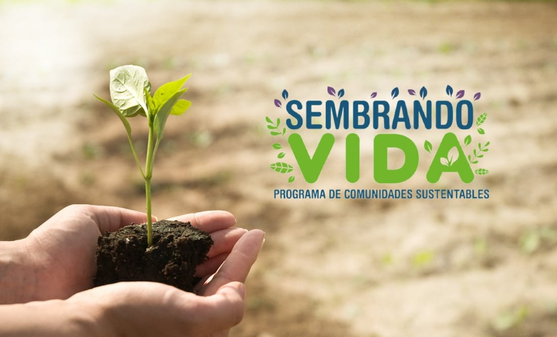 Conoce los requisitos para inscribirte al programa Sembrando Vidas. (Foto: DeDinero)