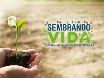Sembrando Vida 2024 ¿Qué se necesita para recibir el apoyo de los 6 mil 250 pesos del programa?