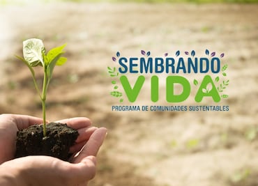 Sembrando Vida 2024 ¿Qué se necesita para recibir el apoyo de los 6 mil 250 pesos del programa?