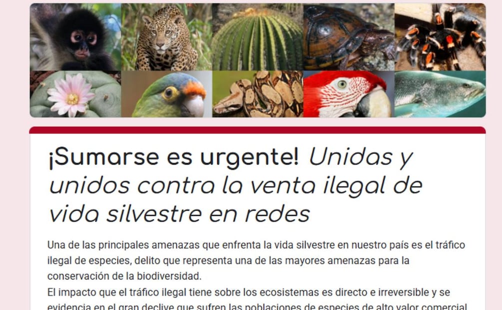 ¿Qué aves son ilegales en México? (Foto: DeDinero)