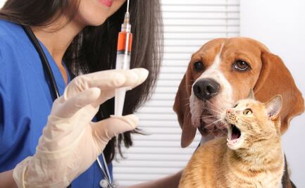 Jornada gratuita de vacunación antirrábica para perros y gatos en CDMX ¡Descubre cómo proteger a tu mascota!