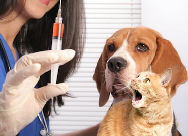 Jornada gratuita de vacunación antirrábica para perros y gatos en CDMX ¡Descubre cómo proteger a tu mascota!