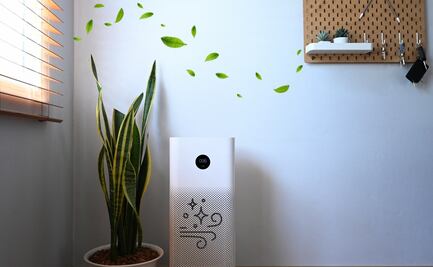 Consejo de ahorro: Purifica y mantén limpio el aire de tus espacios con las plantas