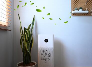 Consejo de ahorro: Purifica y mantén limpio el aire de tus espacios con las plantas