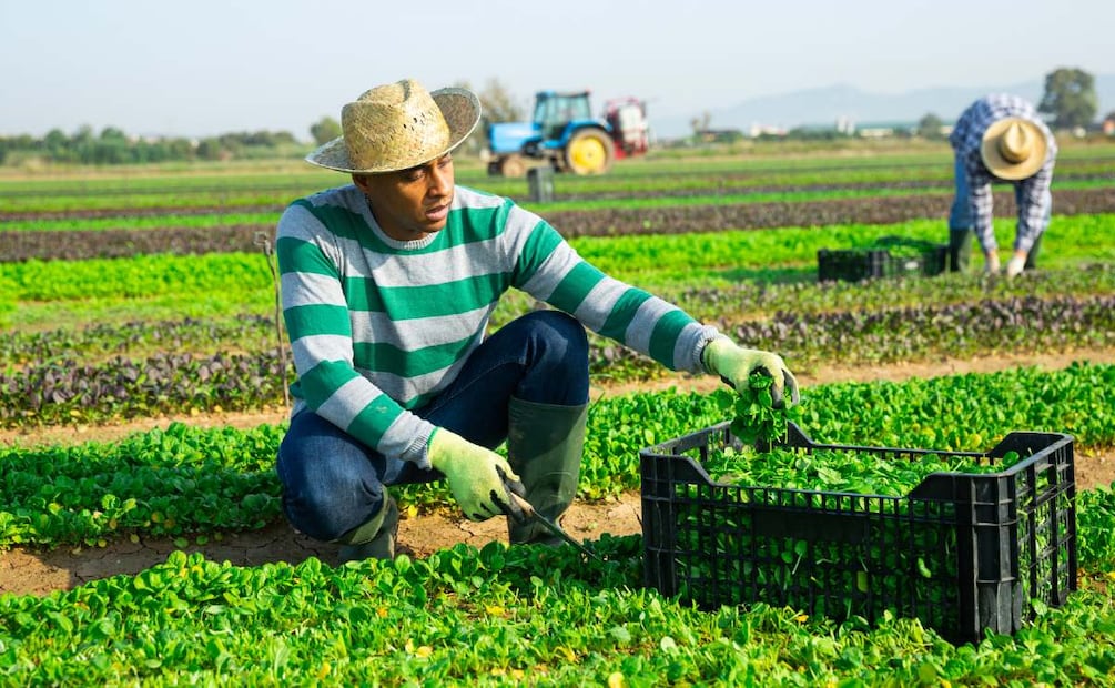 Trabaja en Estados Unidos como recolector de vegetales (Foto: DeDinero)