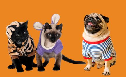 Transforma el amor por las mascotas en ingresos: 4 ideas de negocio que están en auge