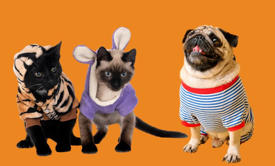 La tendencia de las mascotas como miembros de la familia: Oportunidades para ganar dinero hoy mismo. (Foto: DeDinero)