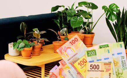 Tener planta pata de elefante puede costarte 5 millones en México: así se ve y qué dice la ley