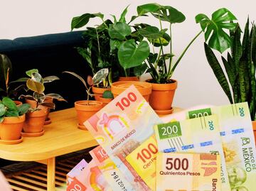 Tener planta pata de elefante puede costarte 5 millones en México: así se ve y qué dice la ley