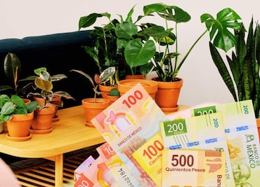 Tener planta pata de elefante puede costarte 5 millones en México: así se ve y qué dice la ley