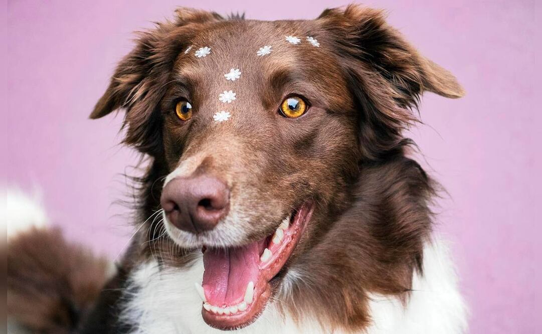 No todas las razas de perros conllevan los mismos costos. (Foto: Pixabay)