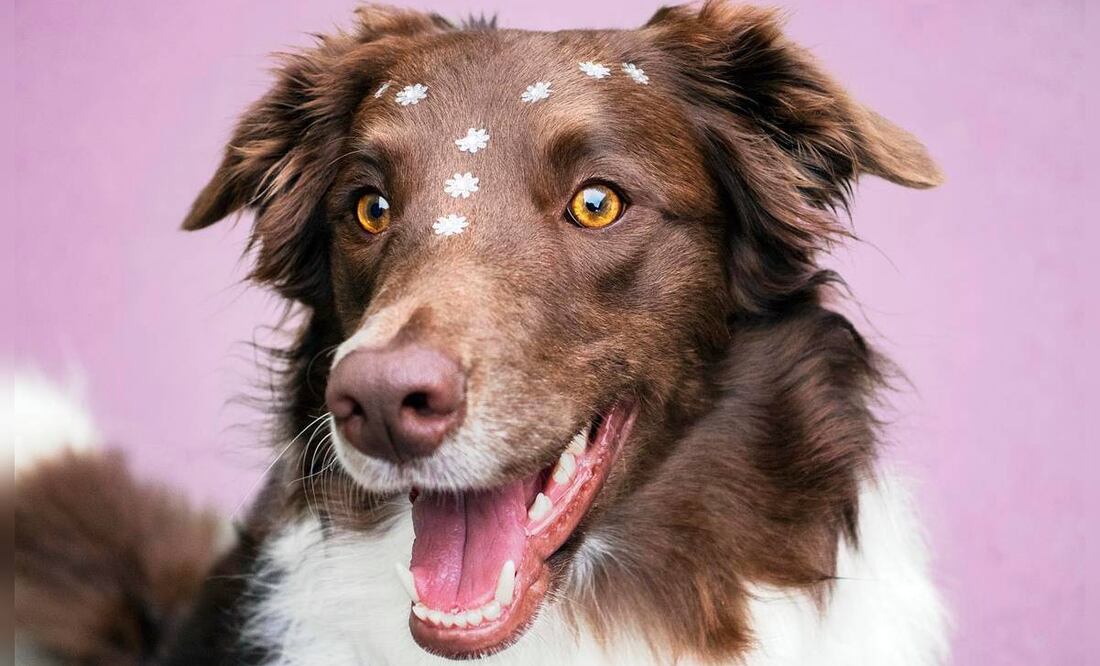 No todas las razas de perros conllevan los mismos costos. (Foto: Pixabay)