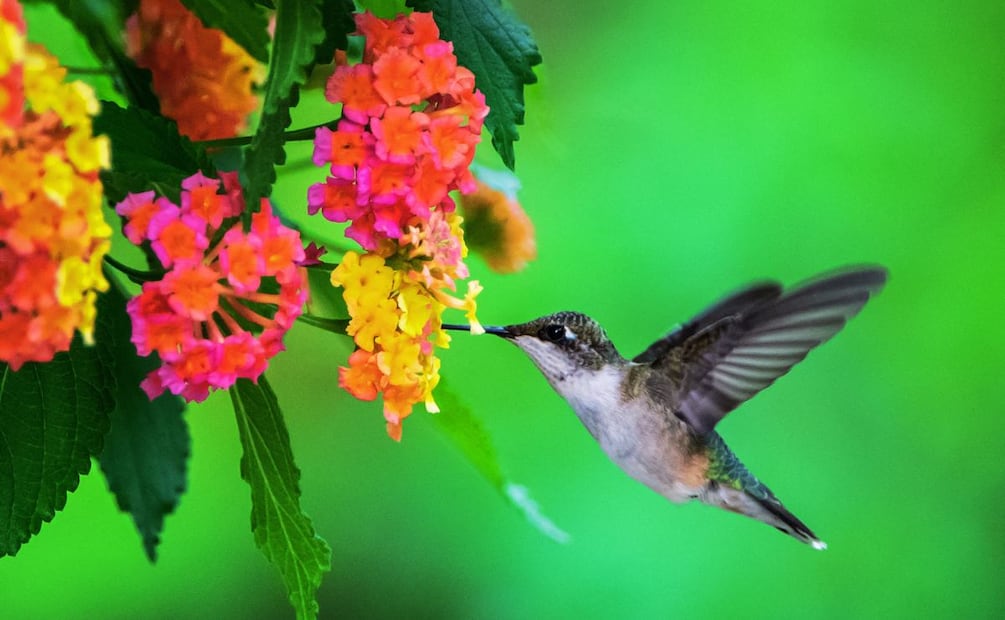 ¿Cómo puedo cuidar de los colibríes en casa? (Foto: DeDinero)