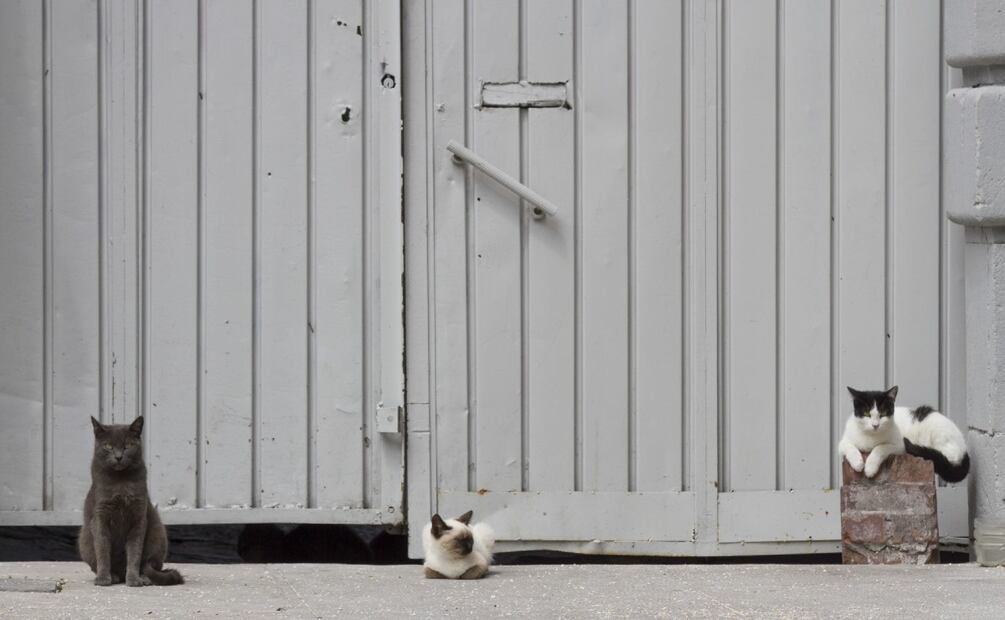 ¿Te pueden multar por alimentar gatos callejeros? (Foto: Cuartoscuro)