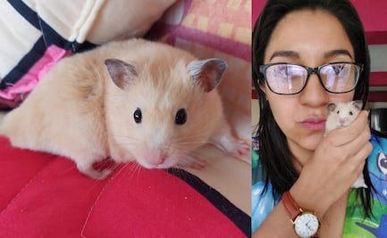 ¿Cuánto cuesta tener un hámster? Descubre el verdadero precio del amor en miniatura