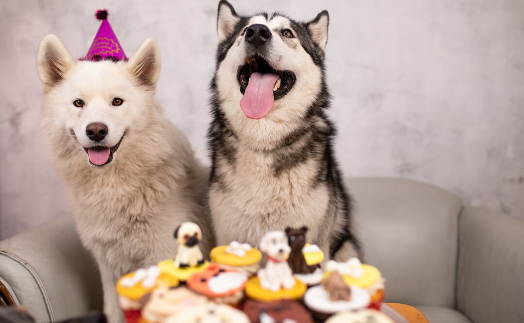 ¿Cuánto se gasta en una mascota al mes? (Foto: DeDinero)